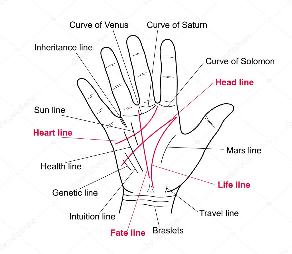 Palm lines illustration